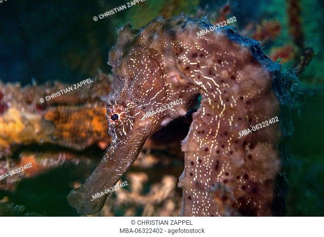 Seahorse, Hippocampus fuscus, Gulf of Oman, Oman, Asia