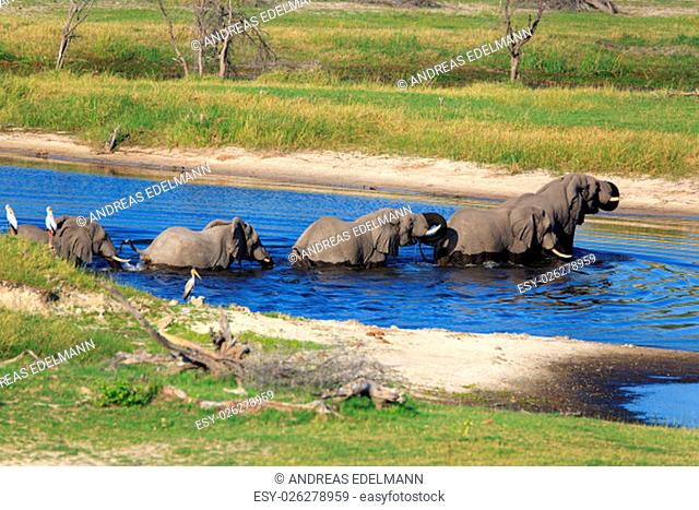 elephant herd at boteti river