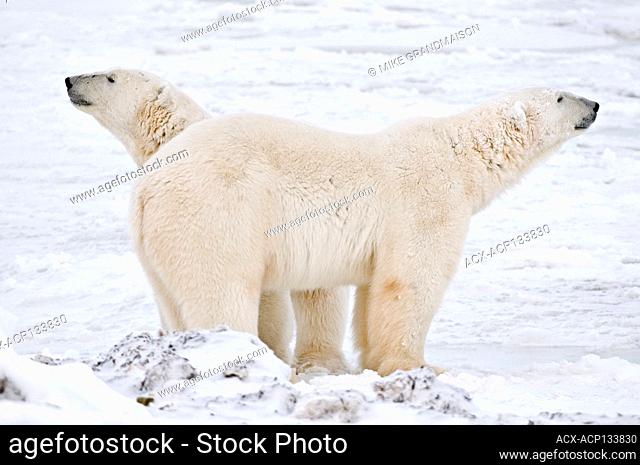Polar bear (Ursus maritimus) on frozen tundra along the Hudson Bay Coast Churchill Manitoba Canada