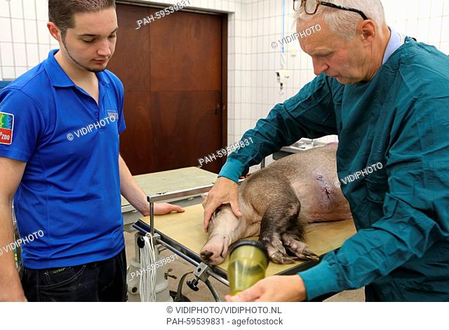 A special event at Burgers' Zoo in Arnhem in the Netherlands Thursday 25-6-2015. When elderly aardvark Snuffie (1994) was under anesthesia a fistula of keloids...