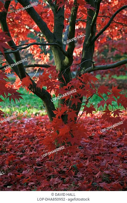 England, Gloucestershire, Westonbirt Arboretum, Leaves on the ground surrounding an Acer at the National Arboretum at Westonbirt in Autumn