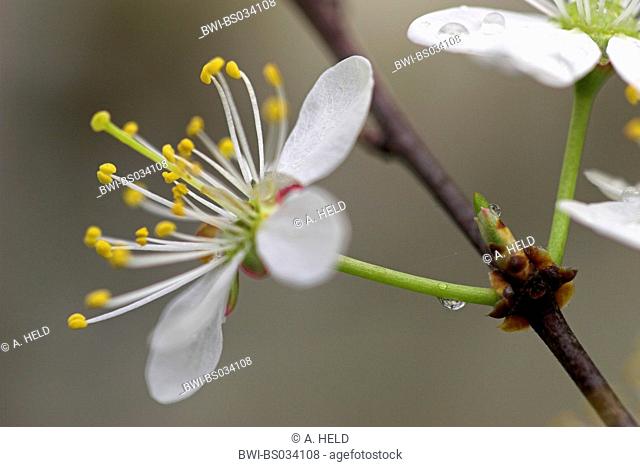 blackthorn, sloe (Prunus spinosa), blossom at a twig, Germany, Hesse, NSG Kuehkopf-Knoblochsaue