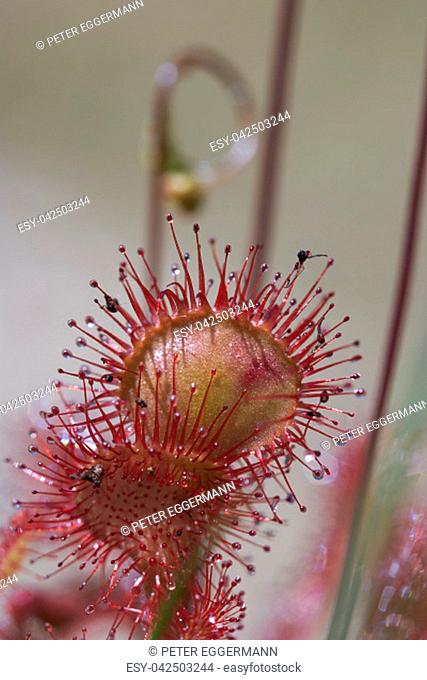 Round-leaved sundew - macro shot of the tentacles with their sticky secretion