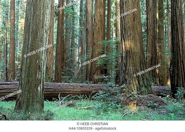 California, Humboldt Redwoods, State Park, trees, USA, America, United States, wood, forest, North America