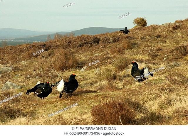 Black Grouse Tetrao tetrix adult males, displaying at lek, Cairngorms N P , Highlands, Scotland