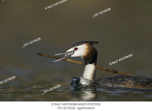 Great Crested Grebe / Haubentaucher (Podiceps cristatus), adult in breeding dress, carrying a reed stick, nesting material