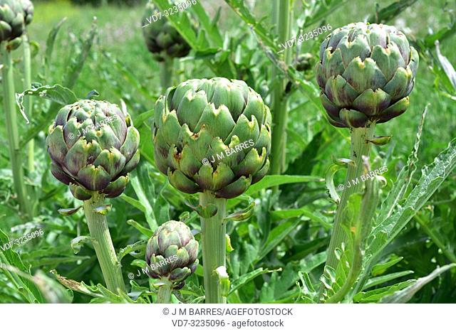 Artichoke (Cynara cardunculus scolymus) is a perennial herb cultivated as a feed (inmature inflorescence). Is native to Mediterranean region