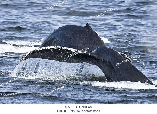 A group of adult humpback whales Megaptera novaeangliae co-operatively bubble-net feeding along the west side of Chatham Strait in Southeast Alaska, USA