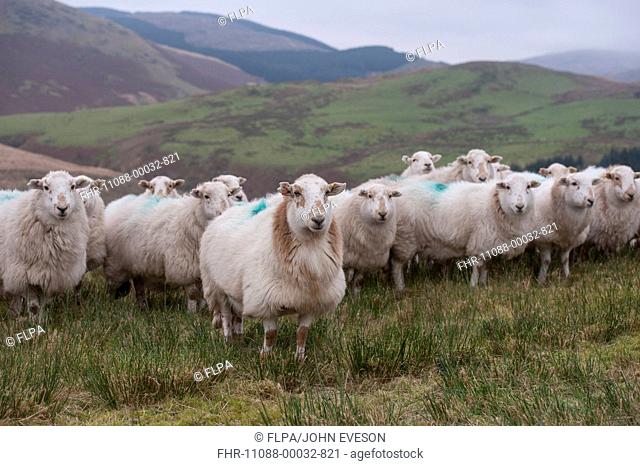 Domestic Sheep, Welsh Mountain ewes, flock standing on hill farm, Ponterwyd, Cambrian Mountains, Ceredigion, Mid Wales, December