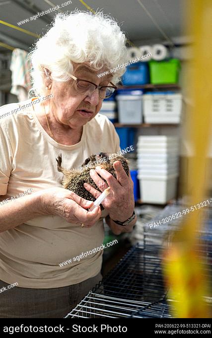 17 June 2020, North Rhine-Westphalia, Pulheim: Karin Oehl is feeding an injured hedgehog with a pipette in her cellar. With beady eyes and spines
