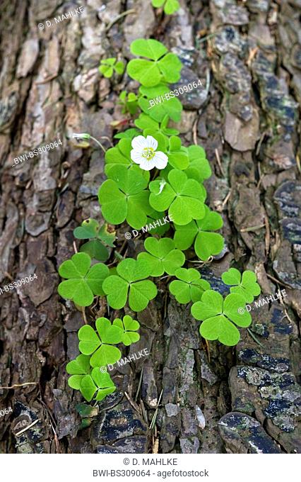 common wood sorrel, wood-sorrel, Irish shamrock (Oxalis acetosella), blooming in the trunk of a pine, Germany, North Rhine-Westphalia