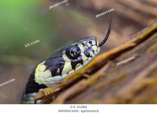 grass snake (Natrix natrix), portrait, flicking, Germany, Bavaria, Niederbayern, Lower Bavaria