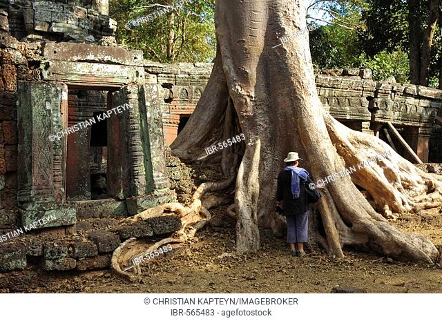 Massive roots growing on the ruins of Banteay Kdei temple, Angkor Wat, Cambodia