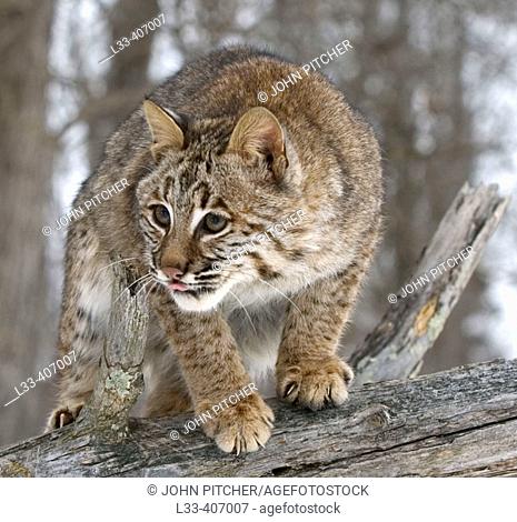 Bobcat (Lynx rufus) close up