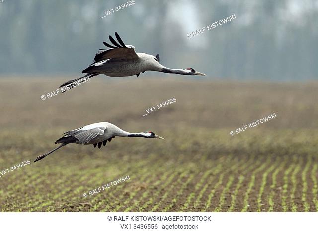 Common Cranes ( Grus grus ), pair, couple in flight, flying in, landing on farmland, migratory birds, wildlife, Europe