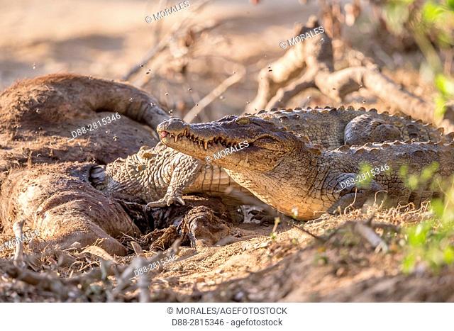 Sri Lanka, Yala national park, Carrion of a joung wild water buffalo or Asian buffalo (Bubalus arnee), eaten by a Mugger Crocodile or Indian Marsh Crocodile...