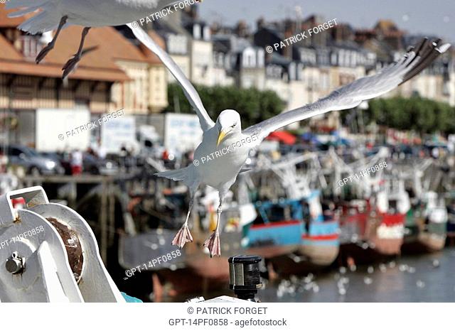 BOAT AND SEAGULLS, THE PORT OF TROUVILLE-SUR-MER, CALVADOS 14, NORMANDY, FRANCE