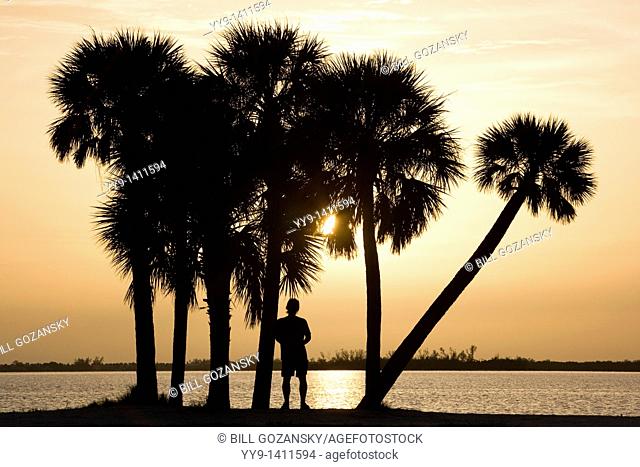 Palm Trees at Sunset - Sanibel Island Causeway - Sanibel Island, Florida