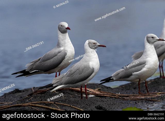 Africa, Uganda, Mabamba swamp, Grey-headed Gull (Chroicocephalus cirrocephalus)