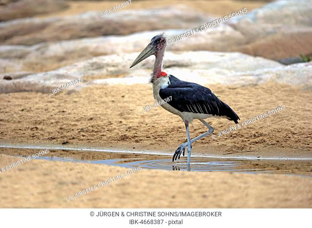 Marabou stork (Leptoptilos crumeniferus), adult, strides in water, Kruger National Park, South Africa