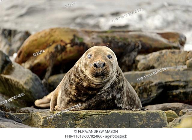Grey Seal (Halichoerus grypus) adult male, resting amongst rocks on beach, Duncansby Head, Caithness, Scotland, November