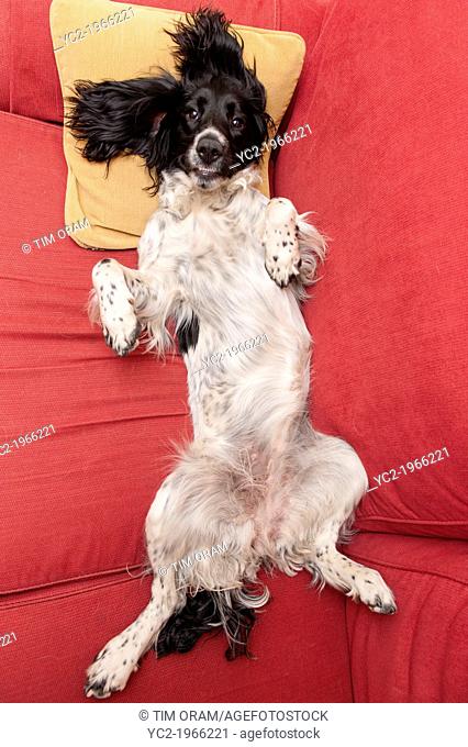 A playful 1 year old English Springer Spaniel on a sofa in the Uk