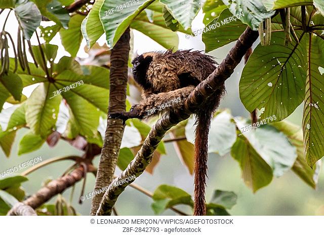 Masked titi monkey (Callicebus personatus), photographed in Santa Teresa, Espírito Santo - Brazil. Atlantic forest Biome. Wild animal