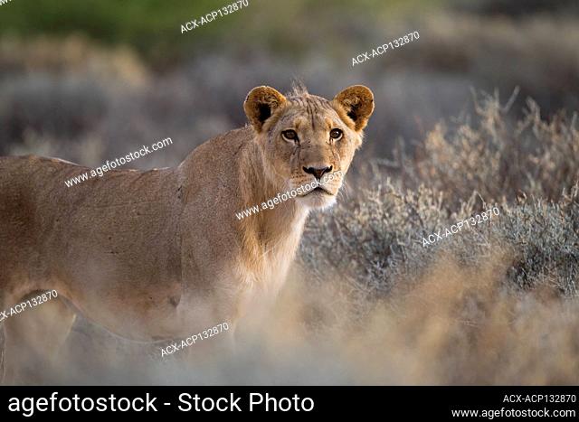 Young lion, Panthera leo, Kgalagadi Transfrontier Park, Botswana