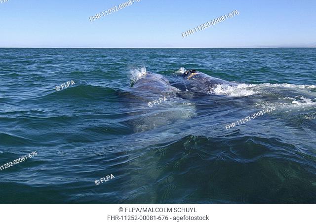 Grey Whale Eschrichtius robustus adult female and calf, at waters surface, San Ignacio Lagoon, Baja California, Mexico
