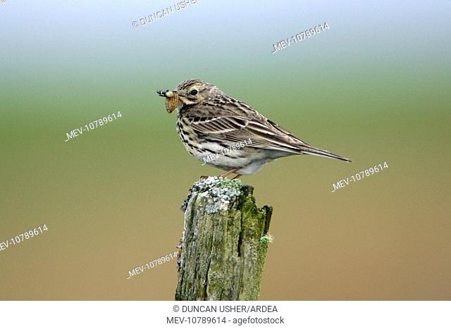 Meadow Pipit - on post with food in bill (Anthus pratensis)