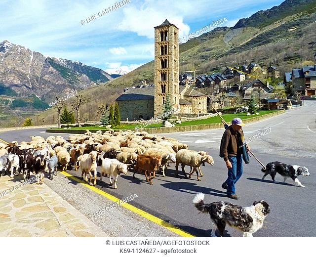 Shepherd through Taüll, Vall de Boi, Pyrenees Mountains, Lleida province, Catalonia, Spain