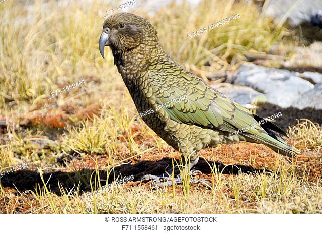 Kea, the worlds only alpine parrot, Nestor notabilis Dusky Sound Fiordland New Zealand