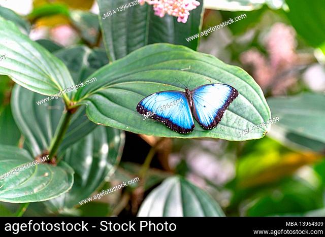 Europe, Germany, Baden-Wuerttemberg, Stuttgart, Wilhelma, sky butterfly in the Wilhelma butterfly house