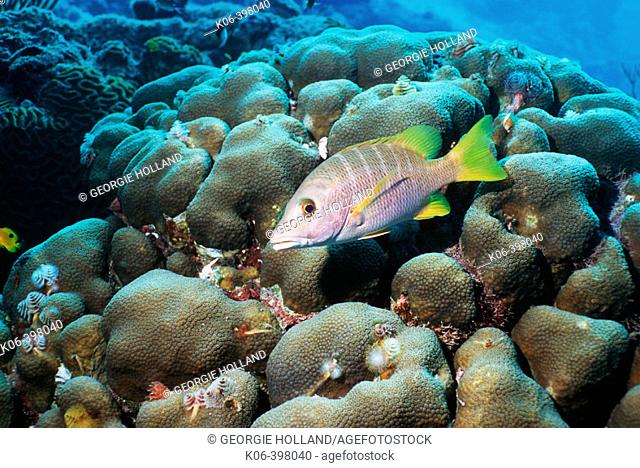 Schoolmaster over coral reef (Lutjanus apodus). Bonaire. Netherlands Antilles. Atlantic Ocean. Caribbean
