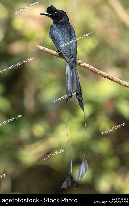 Greater Racket Tailed Drongo, Dicrurus paradiseus, Salim Ali Bird Sanctuary, Thattekad, Kerala, India