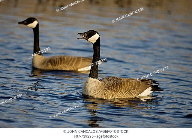 Canada Goose  (Branta canadensis) - Calling - Swimming - New York- The most widespread goose in North America - Large waterfowl - Flocks travel in long strings...