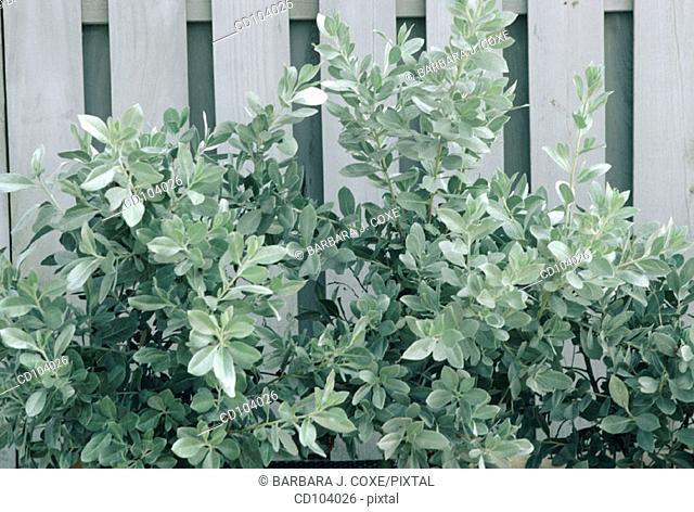 Silver Buttonwood (Conocarpus erectus sericeus)