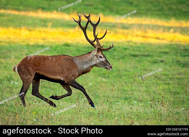 Active red deer, cervus elaphus, running on meadow in autumn sunrise. Vital stag with huge antlers sprinting on glade in fall nature
