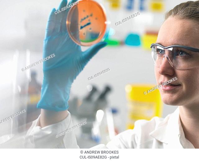 Female scientist examining microbiological cultures in a petri dish