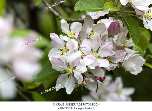 European Crab Apple (Malus sylvestris) blossom in spring in a woodland in the southwest of England