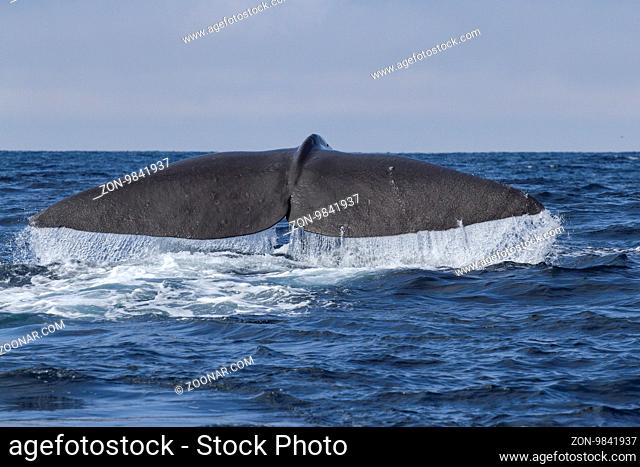 sperm whale tail before diving into the water on a sunny day
