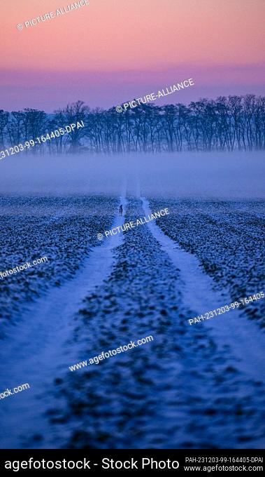 01 December 2023, Brandenburg, Lietzen: The evening sky lights up at sunset over a field where there is also a deer. The cold of minus ten degrees Celsius...