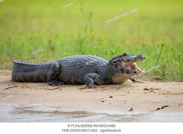 Paraguayan Caiman Caiman yacare adult, with mouth open, resting on riverbank, Pantanal, Mato Grosso, Brazil