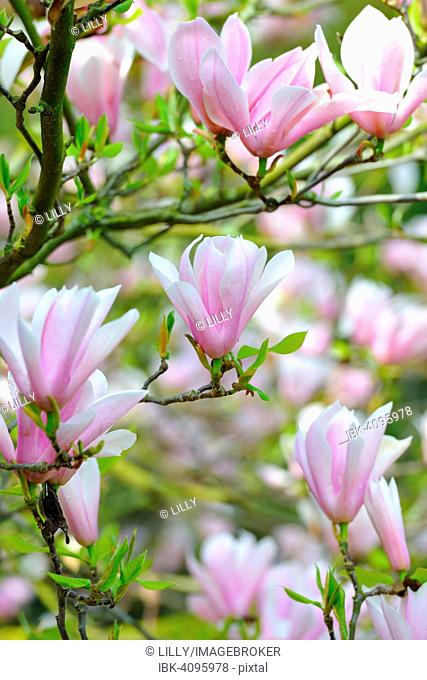Tulip magnolia (Magnolia x soulangeana), Amabilis cultivar