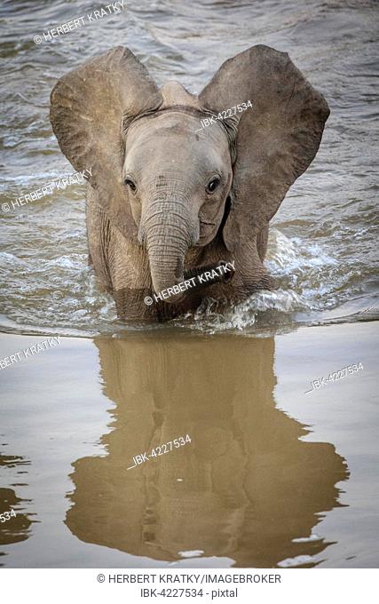 African Elephant (Loxodonta africana) crossing a river, South Luangwa National Park, Zambia