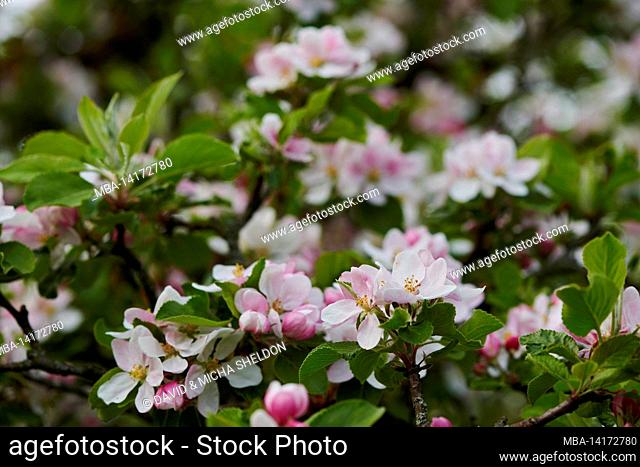 cultivated apple (prunus domestica), blooming, bavaria, germany