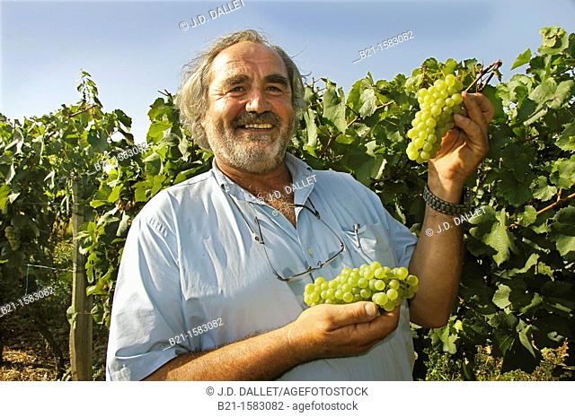 Yves Grassa with 'chardonnay' wine grappes, Domaine du Tariquet wines and armagnac estate, near Eauze, Gers, Midi-Pyrenees, France