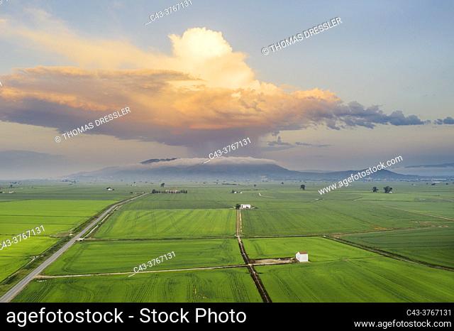 Rice fields (Oryza sativa) and isolated cumulus cloud with downpour. In July. Aerial view. Drone shot. Ebro Delta Nature Reserve, Tarragona province, Catalonia