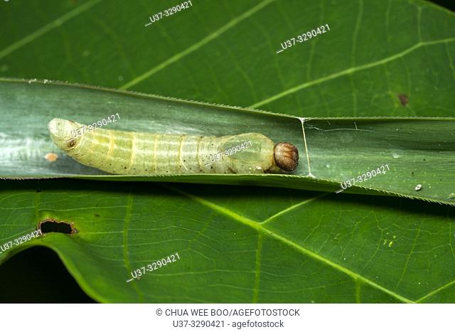 Caterpillar found at Kampung Satow, Sarawak, Malaysia