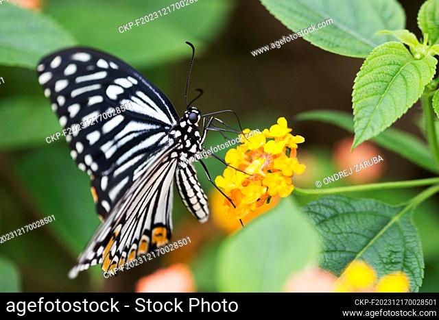 Papilio clytia, common mime in tropical forest (CTK Photo/Ondrej Zaruba)